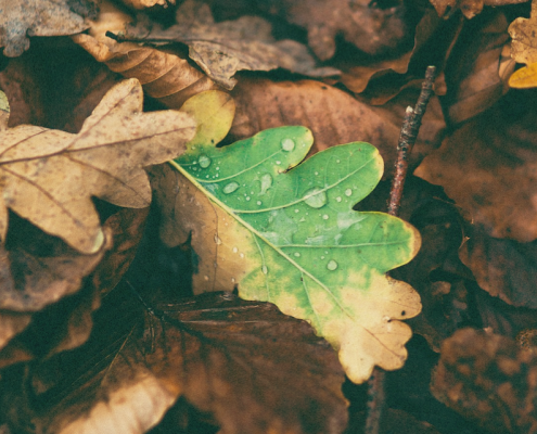 Herbstdepression – wenn die Stimmung fällt wie Blätter von den Bäumen