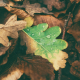 Herbstdepression – wenn die Stimmung fällt wie Blätter von den Bäumen